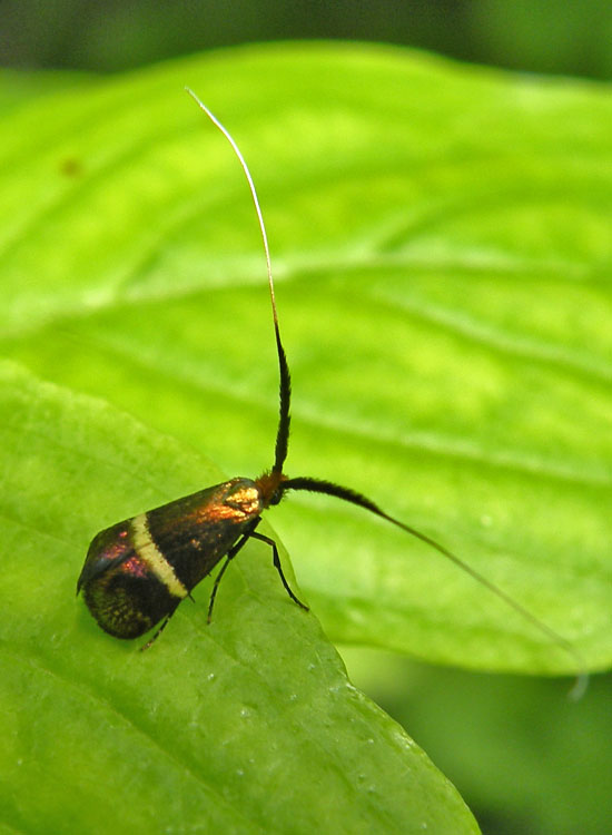 Adelidae: Adela croesella ?